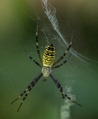 Wasp spider