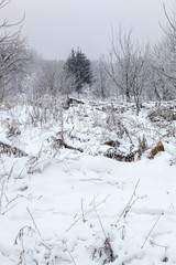 Winter trees under the snow. Forest landscape