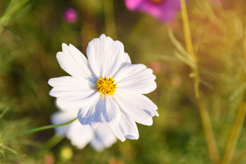 closeup cosmos flower