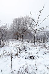 Fototapeta na wymiar Winter trees under the snow. Forest landscape