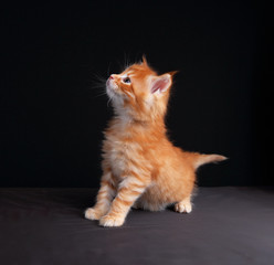 Fun cute red solid maine coon kitten standing with beautiful bru