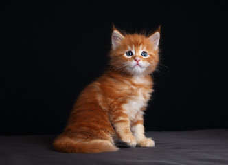 Adorable red solid maine coon kitten sitting with beautiful brus