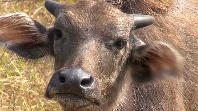 Close up of a young calf. Domestic Asian water buffalo (Bubalus bubalis).