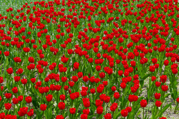 Tulpen