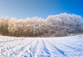 Winter trees snow field sun