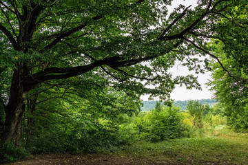 Scenic view of a green forest