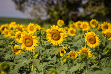 Closeup sunflowers garden