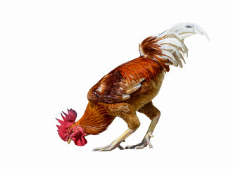 Domestic fowl(infectious coryza), cock isolated with white background.
