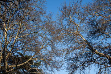 Crowns of trees in the forest