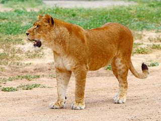 A lioness looking for food