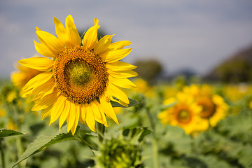 Fototapeta premium sunflowers