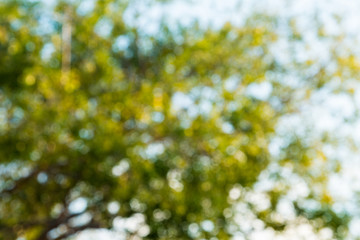 Blured photo of young bush branches fresh green leaves in sun shine garden outdoors