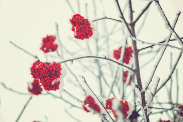 Bunches of red ashberry covered with snow
