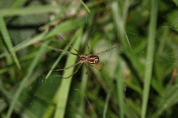 Baldachinspinne im Netz, Linyphiidae