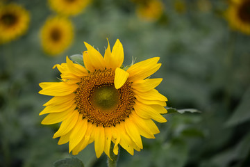 Closeup sunflowers garden