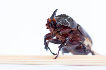 Rhinoceros beetle Rhino Hercules on white background