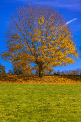 view of a tree and foilage