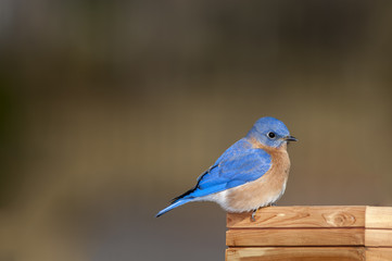 Eastern Bluebird