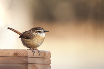 Carolina Wren