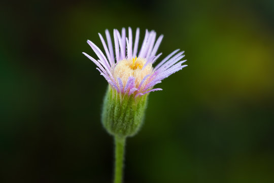 Erigeron acris or bitter fleabane flower or blue fleabane flower is herbaceous plant. Close-up of flower Erigeron acer.