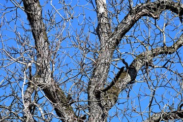Kahle Äste und Zweige eines großen alten Birnbaumes vor blauem Himmel
