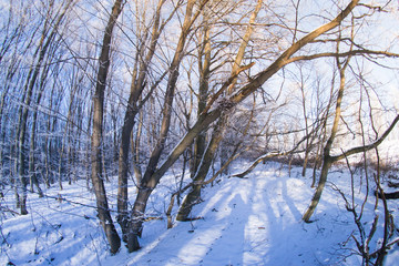 The forest in the snow on a winter evening