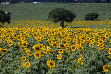 Sunflowers garden. Sunflowers have abundant health benefits. Sunflower oil improves skin health and promote cell regeneration.