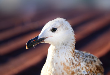 Photo macro white seagulls