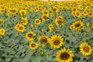 Sunflowers garden. Sunflowers have abundant health benefits. Sunflower oil improves skin health and promote cell regeneration.