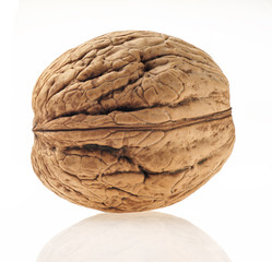 One walnut isolated on a white background