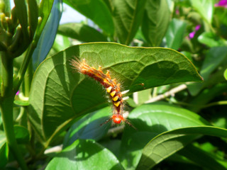 Close-up of one little red caterpillar climbing on the green leaf 