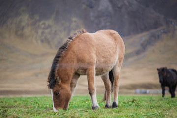 Naklejka na ściany i meble A Single Icelandic Horse Eating Grass In Front of a Mountain in the Summer