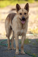 Dog