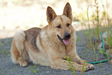 Dog