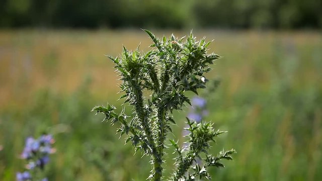 Carduus nutans, thistle flower on green background