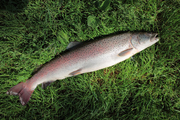 Huchen / Danube salmon on the natural background