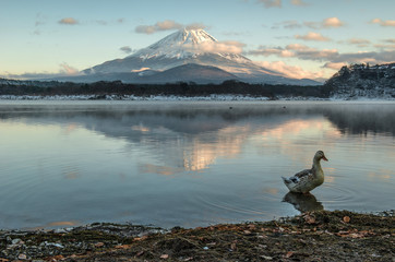 Mount Fuji, Japan - obrazy, fototapety, plakaty