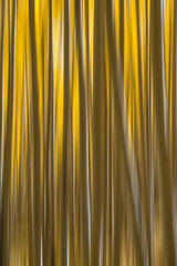 Abstract Yellow Aspen Trees in Autumn 