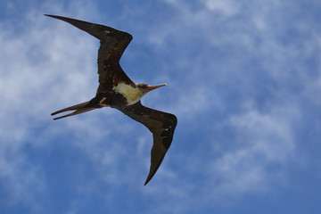 Bindenfregattvogel (Fregata minor) im Flug am Kilauea Point auf Kauai, Hawaii, USA.