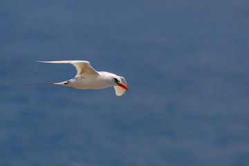 Rotschwanz-Tropikvogel (Phaethon rubricauda) im Flug am Kilauea Point auf Kauai, Hawaii, USA.