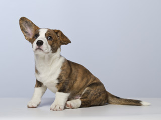 Corgi pups 9 weeks old