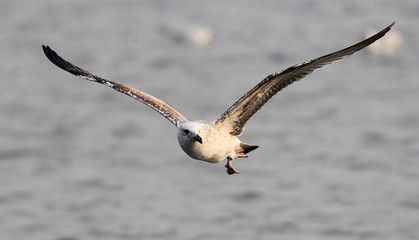 Gull,Herring gull (Larus argentatus) flying above river Danube,in Zemun,Belgrade,Serbia.