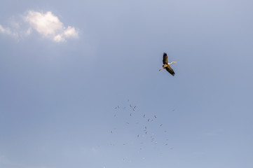 Painted Stork