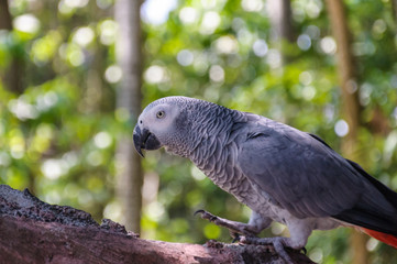 African gray parrots