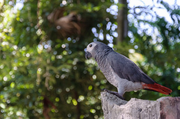 African gray parrots