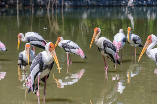 Painted Stork
