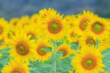 Fototapeta premium Closeup to Sunflower field