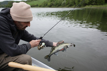 Caught Zander / Fisherman holding zander