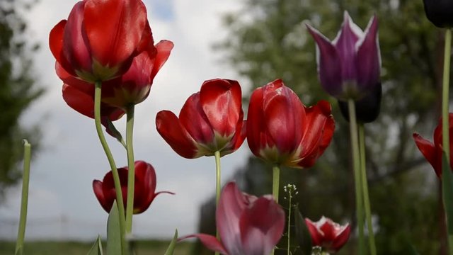 Close up shot of group of beautiful flowering red tulips in the garden in springtime. Wind blows on flowery tulip heads in spring time