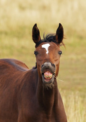 Obraz premium Portrait of a young horse against the background of a pasture